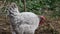 free-range hen on a sustainable production farm. Ecology concept