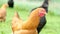 Free range hens - black and ginger chickens - grazing in the garden of an organic farm in 4K VIDEO.