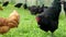 Free range hens - black rooster and chicken jumping - grazing in the garden of an organic farm in 4K VIDEO.