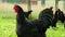 Free range hens - black rooster and chicken jumping - grazing in the garden of an organic farm in 4K VIDEO.