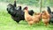 Free range hens - black roosters and ginger chickens - grazing in the garden of an organic farm in 4K VIDEO.