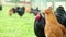 Free range hens - black roosters and ginger chickens - grazing in the garden of an organic farm in 4K VIDEO.
