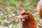 Free-range hens (chicken) on an organic farm