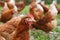 Free-range hens (chicken) on an organic farm