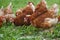 Free-range hens chicken on an organic farm
