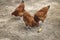 Free range hens farming, polish ecological village, Poland