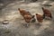 Free range hens farming, polish ecological village, Poland