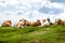 Free range herd cattle cows on high mountain green pasture