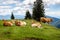 Free range herd cattle cows on high mountain green pasture