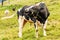 Free Range Holstein Bull