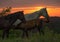 Free range horses, summer sunset, Kentucky