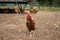 Free range Isa Brown chicken farm showing hen scratching in dirt with many chickens in background