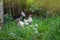 Free range living chicken on  farm. Hens  roam freely in green paddock