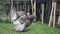 Free range male domestic turkey - Meleagris gallopavo - strutting and grazing in the garden of bio farm in HD VIDEO.