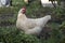 Free range Marans chicken looking for food.