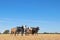 Free-range nguni cattle - South Africa