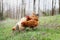 Free range organic chickens in springtime