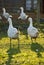 Free range organic Embden white geese