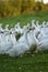 Free range organic Embden white geese