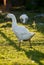 Free range organic Embden white goose