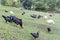 Free range organic livestock poultry farming in Malaysia