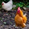 Free range organic rooster and chicken poultry outdoors in natural rural setting