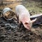 Free range, outdoor bred piglet playing in the mud