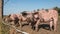 Free range pigs behind a fence