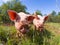 Free range pigs grazing