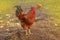 Free range red cock. Portrait of cock on farm