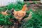 Free range red hen with chicks, poultry family in country house garden in Kathmandu, Nepal.