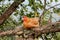 Free range red hen roosted on a tree branch in Kathmandu, Nepal.