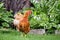 Free-range red hens roaming around a country garden during a summer morning