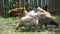 Free range rooster and chickens grazing in the garden in HD VIDEO