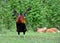 Free range rooster, flapping his wings