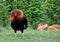 Free range rooster fluffing his neck feathers