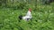 Free range rooster standing grazing in the garden in HD Video