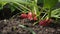 Free range rooster standing grazing in the garden in HD VideoRadish seedbed in the garden in HD VIDEO