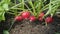 Free range rooster standing grazing in the garden in HD VideoRadish seedbed in the garden in HD VIDEO