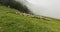 Free range sheep at pasture in high mountains