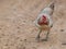 Free-range style local breed happy chicken hen running free in a rural agricultural village