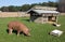 Free Range Tamworth Pig Farm