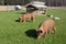 Free Range Tamworth Pigs On Farm