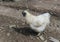 Free range white silky (silkie) hen with black beak in a country house garden in Kathmandu, Nepal.