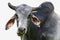 free range Zebu cattle - Bos taurus indicus  - Isolated cutout on white background