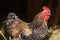 Free-ranging barnyard rooster with colorful plumage, outdoor breeding