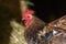 Free-ranging barnyard rooster with colorful plumage, outdoor breeding