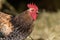 Free-ranging barnyard rooster with colorful plumage, outdoor breeding