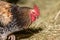 Free-ranging barnyard rooster with colorful plumage, outdoor breeding