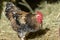 Free-ranging barnyard rooster with colorful plumage, outdoor breeding